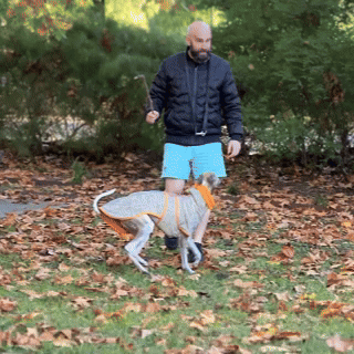 🐾 Whippet All-Weather Raincoat