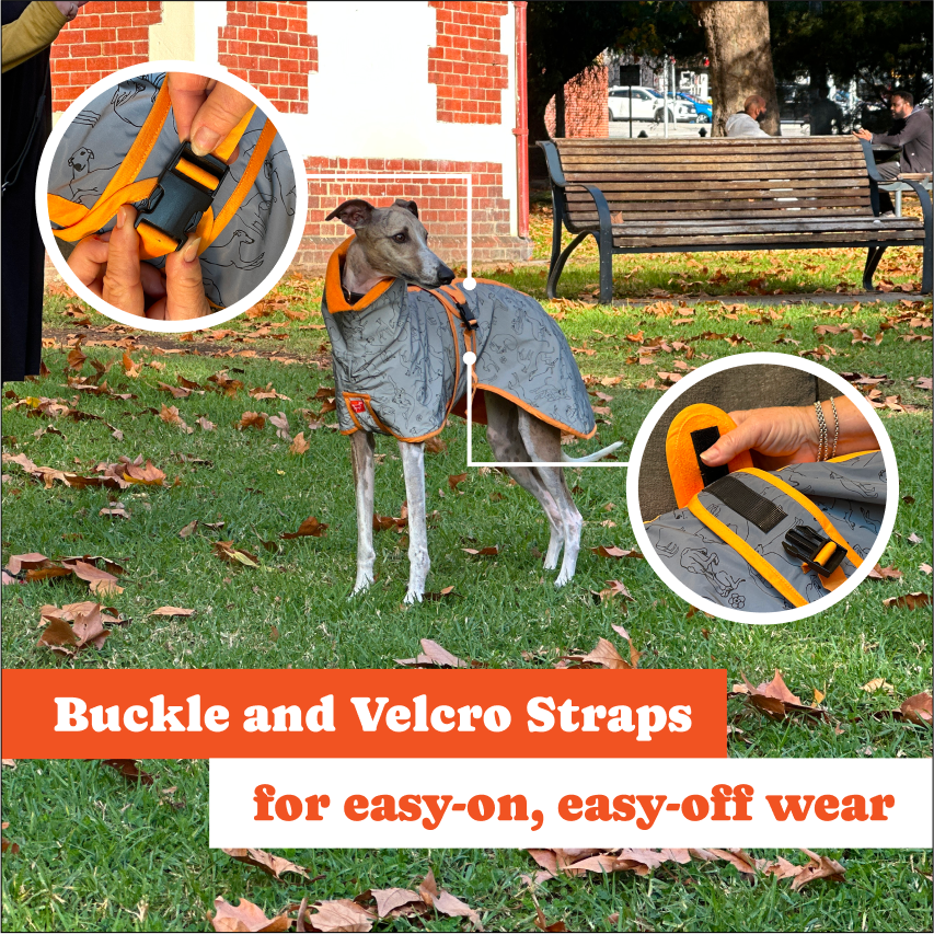 🐾 Whippet All-Weather Raincoat
