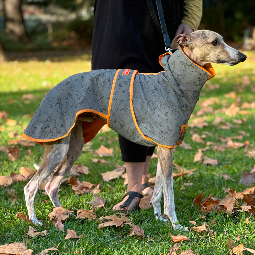 🐾 Whippet All-Weather Raincoat