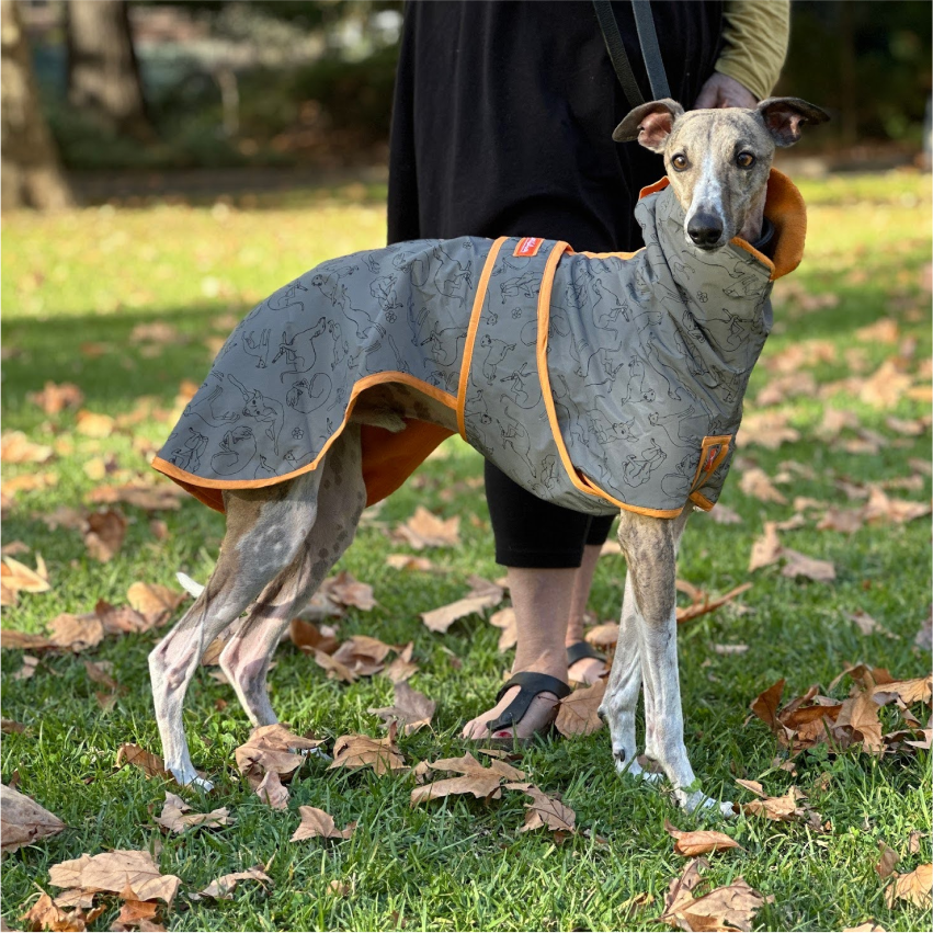 🐾 Whippet All-Weather Raincoat